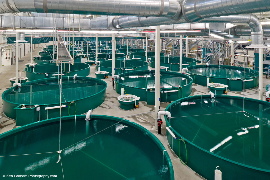 Fish tanks at William Jack Hernandez Sport Fish Hatchery
