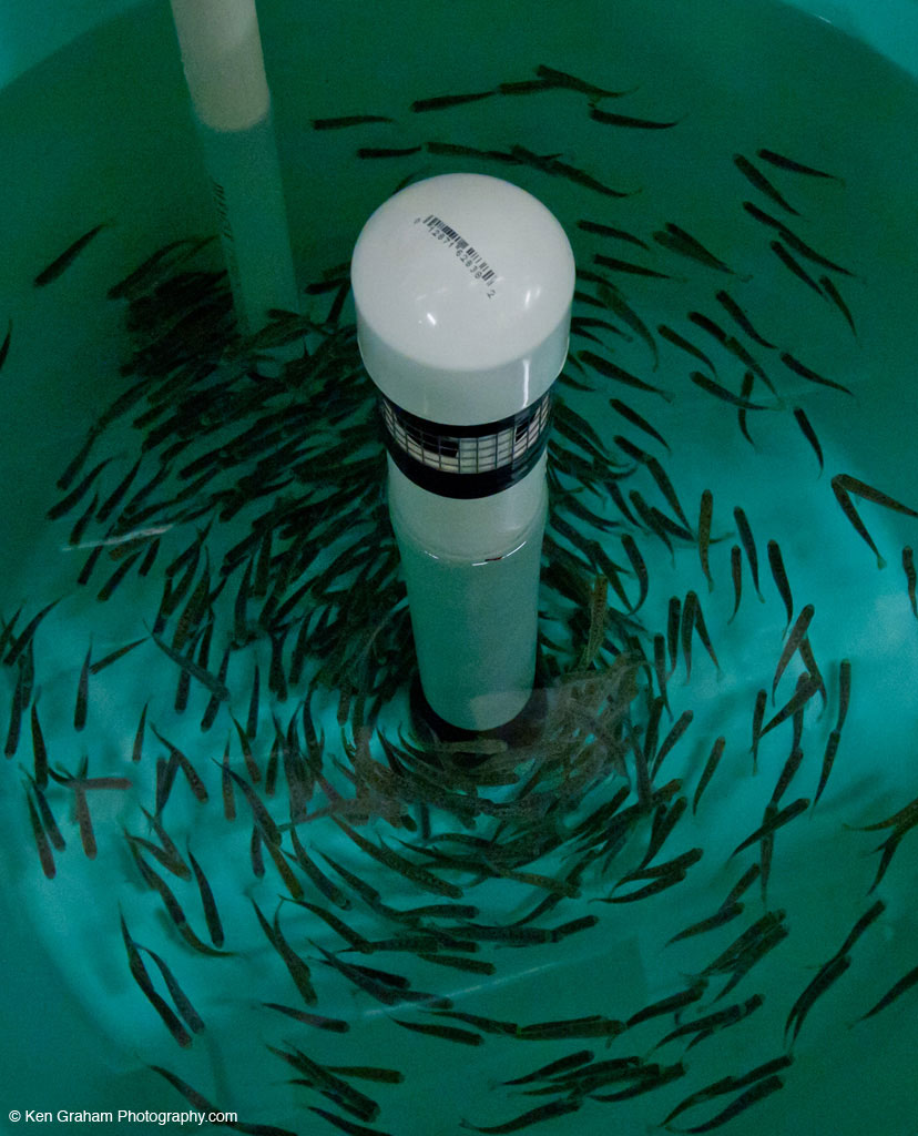 Stocked tank in William Jack Hernandez Sport Fish Hatchery